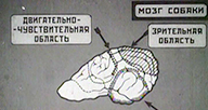A drawing of a brain labeled in Russian.