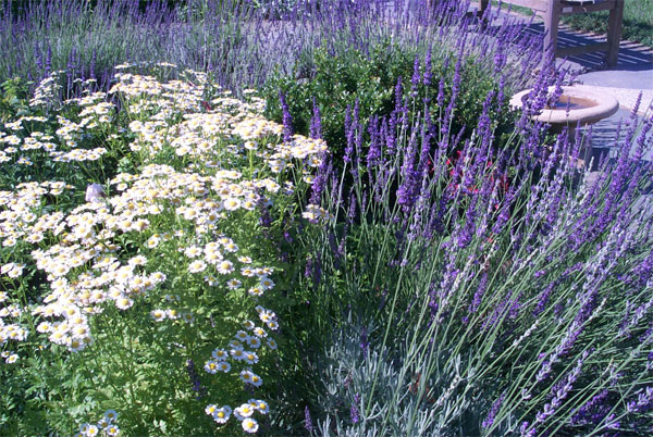 Photo of Feverfew and lavender