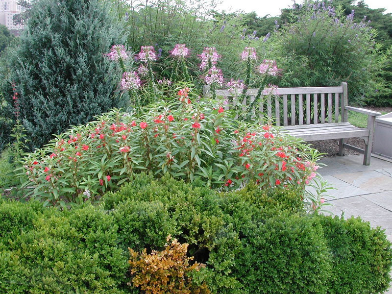 Photo of Balsam and cleome