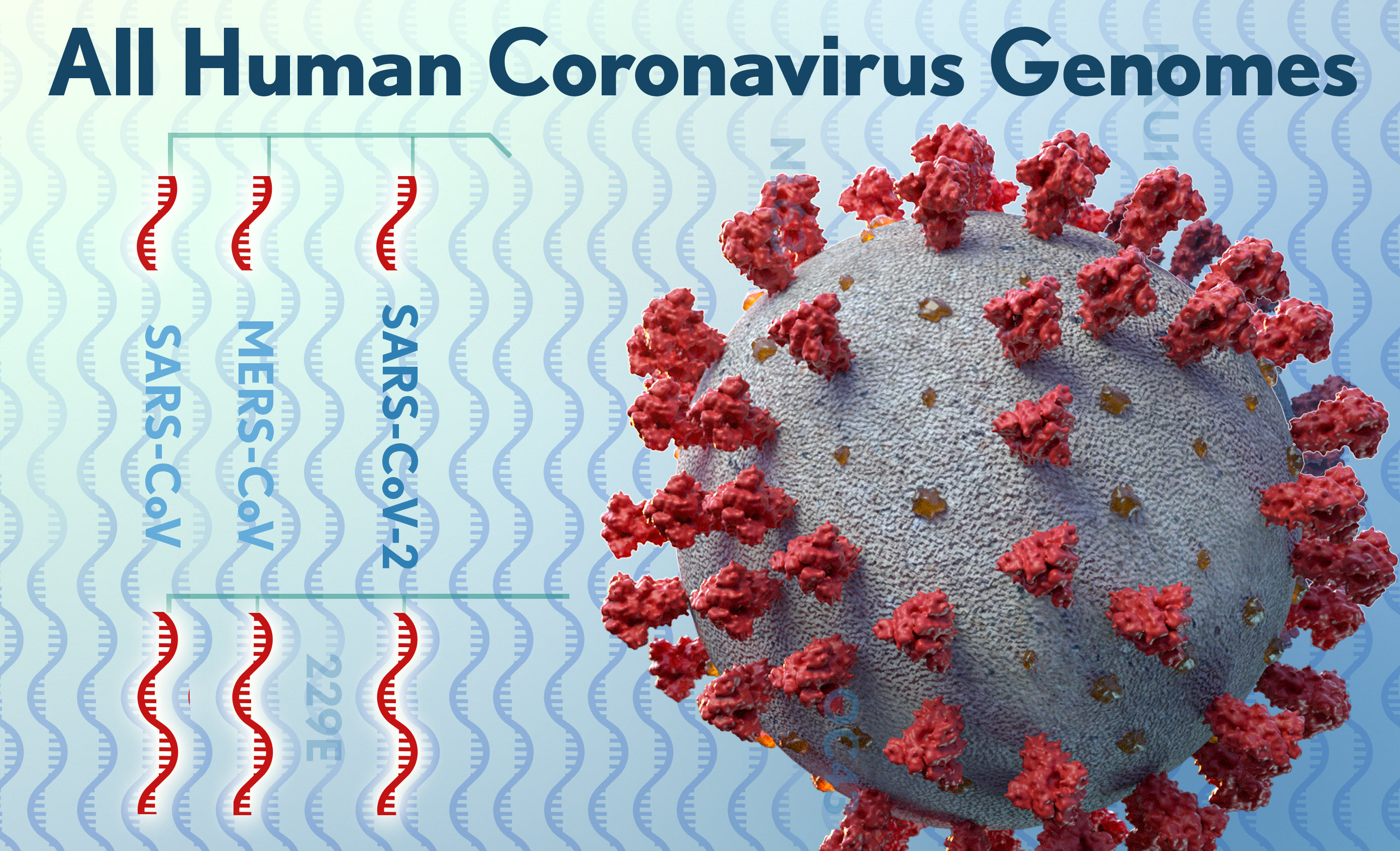 Graphic entitled All Human Coronavirus Genomes. Shows a model of a coronavirus with wavy lines in the background. Text on left says SARS-CoV-2, MERS_CoV and SARS-CoV