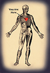 Anatomical drawing showing parts of the circulatory system, bones of a figure standing with its arms spread to the side. A red heart is drawn in the center of the body and there is an arrow pointing to the heart from the words written in black letter you are here.