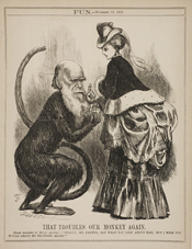 Image of a monkey with the head of Darwin, lecturing a finely dressed lady, from the periodical Fun.