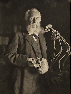 Portrait of Ernst Haeckel (1834–1919) holding a skull, standing next to a monkey skeleton, Image B013669 from Images from the History of Medicine (IHM).