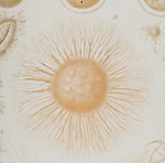 Image of protomyxa, a simple organism, from Haeckel's The history of creation.