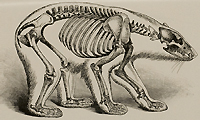 Drawing of restored polar bear, from Romanes' Darwinism illustrated.