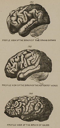 Page of text and image of profile view of the brain of an orangutan, the hottentot Venus, and mathematician Carl Gauss, from Chapman's Evolution of life.