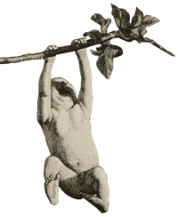 An infant is hanging in the air, grasping a tree branch with both hands, legs partially drawn up, from Romanes' Darwinism illustrated.