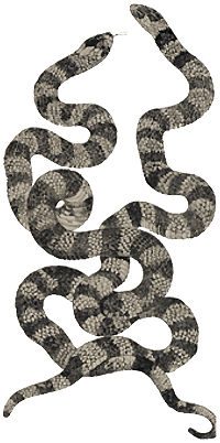 Image of two intertwined, nearly identical snakes from Romanes' Darwinism illustrated.