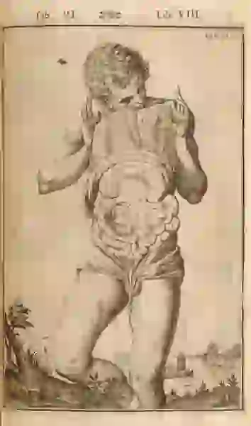 A dissected man shows the viewers his innards, holding up a dissected layer and looking the innards himself