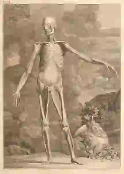 A skeleton with muscles still attached, in front of a smoky landscape