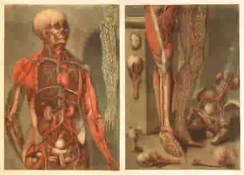 Standing cadaver dissected to show venous system