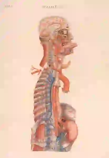 Profile cross-section of a dissected man with his tongue sticking out
