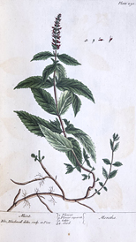 Color illustration of a mint plant.