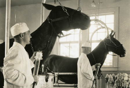 Two men in white suits and caps stands next to two horses secured in metal stalls.  The men hold long glass canisters to collect blood draining from tubing attached to the horses’ necks.
