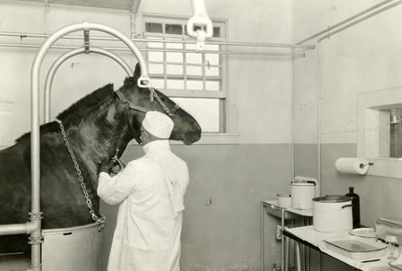A man in white coat injects toxin into the neck of a horse held in a metal stall.
