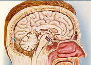 Drawing of a cutaway view of the inside of a human male head in profile.  Inset shows a close up of the pituitary gland and surrounding area.