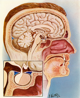 Drawing of a cutaway view of the inside of a human male head in profile.  Inset shows a close up of the pituitary gland and surrounding area.