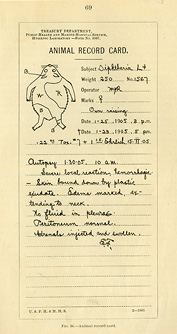 Lined card with printed heading, handwritten notations, and rough outline drawing of a guinea pig.