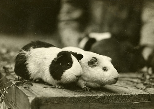 Two guinea pigs on a rough wood surface with a few stalks of alfalfa.