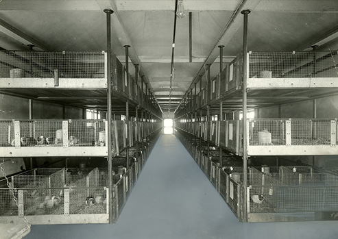 Interior view of room with long rows of wire cages holding guinea pigs.