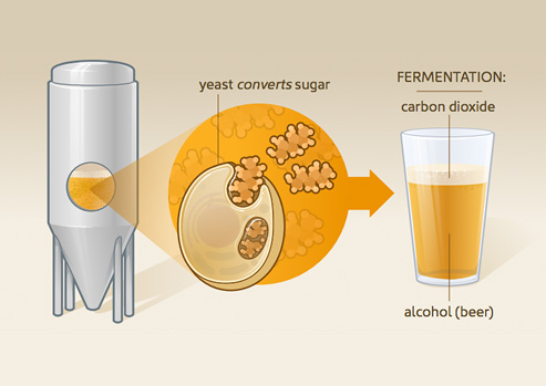 Animation on the process of fermentation