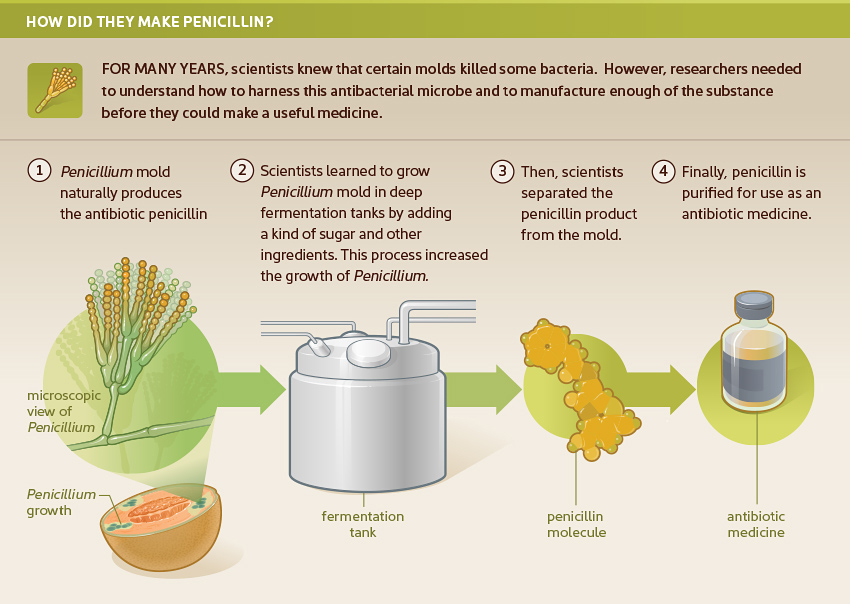 Illustration of how penicillin is made;