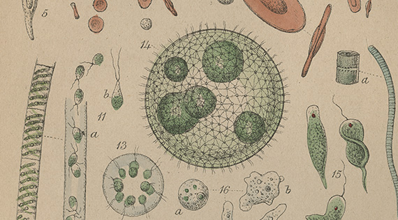 Graphic illustrations of various microbes numerically numbered
