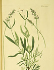 Illustrationof Broad leaved lavender