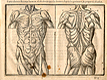 Woodcut illustration of two anatomical figures standing side by side showing the musculature in detail viewing the body from the front and the back, from Jehan Cousin’s Livre de pourtraiture, NLM Call no.: WZ 250 C8673L 1608.