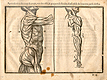 Woodcut illustration of two anatomical figures standing side by side showing the musculature in detail viewing the body from the side the image on the left with the arm raised, the image on the right focusing on the lowered arm, from Jehan Cousin’s Livre de pourtraiture, NLM Call no.: WZ 250 C8673L 1608.