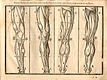 Wiidcut illustration of four images of the musculature of the legs viewed from different angles- front, back, sides- with measured proportions of each shown, from Jehan Cousin’s Livre de pourtraiture, NLM Call no.: WZ 250 C8673L 1608.