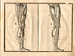 Woodcut illustration of two images of the musculature of the legs viewed from the inside and outside, with measured proportions of each shown, from Jehan Cousin’s Livre de pourtraiture, NLM Call no.: WZ 250 C8673L 1608.