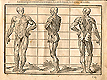 Woodcut illustration of standing three full length anatomical figures, the one on the far left facing front, the middle one viewed from the side, and the one on the right viewed from the back, from Jehan Cousin’s Livre de pourtraiture, NLM Call no.: WZ 250 C8673L 1608.