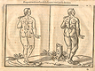 Woodcut illustration of two nude female anatomical figures viewed from behind, both images in identical poses facing slightly to the left in a pastoral setting, with the left hand image showing the proportions of the figure measured out, from Jehan Cousin’s Livre de pourtraiture, NLM Call no.: WZ 250 C8673L 1608.