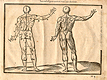 Woodcut illustration of two nude male anatomical figures viewed from behind, both images in identical poses facing to the right with right hand raised as if holding a staff, with the left hand image showing the proportions of the figure measured out, from Jehan Cousin’s Livre de pourtraiture, NLM Call no.: WZ 250 C8673L 1608.