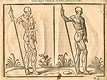 Woodcut illustration of two nude male anatomical figures viewed from the side, both images in identical poses facing to the right with right hand holding a staff, with the left hand image showing the proportions of the figure measured out, from Jehan Cousin’s Livre de pourtraiture, NLM Call no.: WZ 250 C8673L 1608.