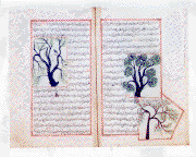 Folios 163b and 164a of Zakarīyā’ ibn Muḥammad al-Qazwīnī's ‘Ajā’ib al-makhlūqāt wa-gharā’ib al-mawjūdāt  (Marvels of Things Created and Miraculous Aspects of Things Existing) featuring three trees drawn in opaque watercolors and ink within the text. The thin, fragile, beige paper has indistinct vertical laid lines. The text is written in a rather casual ta‘liq script with a tendancy toward naskh, using black ink with headings in red and red overlinings. The text is written within frames of double red lines, with some rectangular areas framed in single red lines and extending into the margins.