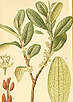 Scientific drawing of the plant Erythroxylon coca (coca(.