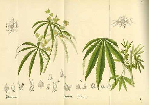 Scientific drawing of the plant cannabis sativa (marijuana).