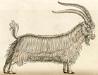 A standing goat with two large horns
