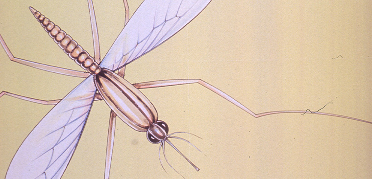 Color drawing of a mosquito on a yellow background meant to mimic skin color.