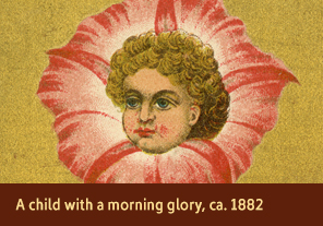 <a href='onlineactivities14.html'>4. A child with a morning glory, ca. 1882</a>
    <h3>Advertising trade card for Dr. Fair’s “Hair Care,” Providence, RI, ca. 1882</h3>
    <h4>Courtesy National Library of Medicine</h4>
    <p>A bright pink morning glory frames the child’s golden curls on this trade card. Morning glories were associated with love and affection in the 1880s. A poem on the back of the card describes a maid of “wondrous beauty” whose hair was destroyed by a fever, then restored upon the use of Dr. Fair’s Hair Care.</p>