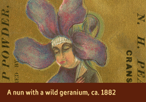 <a href='onlineactivities15.html'>5. A nun with a wild geranium, ca. 1882</a>
    <h3>Advertising trade card for N.H. Pearce & Co., Cranston, RI, ca. 1882</h3>
    <h4>Courtesy National Library of Medicine</h4>
    <p>A wild geranium extends from the downcast head of a nun on this trade card for a soap powder. Geraniums come in many colors, each of which were associated with several different meanings during the 1880s. Some of the meanings associated with geraniums were gentility, peace of mind, consolation, and melancholy. Wild geraniums, in particular, were linked to steadfast piety.</p>