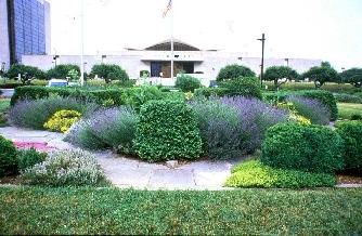 Photograph of the herb garden in bloom
