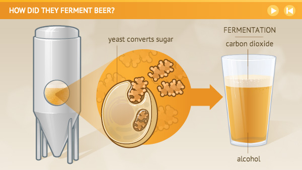 Illustration of a fermentation tank, yeast converting into sugar and the final step fermentation, represented by a glass a beer.