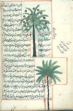 Folio 168b of of Zakarīyā’ ibn Muḥammad al-Qazwīnī's ‘Ajā’ib al-makhlūqāt wa-gharā’ib al-mawjūdāt  (Marvels of Things Created and Miraculous Aspects of Things Existing) featuring two types of palm trees drawn in opaque watercolors and ink within the text. The thin, fragile, beige paper has indistinct vertical laid lines. The text is written in a rather casual ta‘liq script with a tendancy toward naskh, using black ink with headings in red and red overlinings. The text is written within frames of double red lines, with some rectangular areas framed in single red lines and extending into the margins.