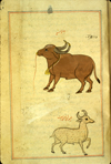 Folio 157a from Zakarīyā’ ibn Muḥammad al-Qazwīnī's Ajā’ib al-makhlūqāt wa-gharā’ib al-mawjūdāt (Marvels of Things Created and Miraculous Aspects of Things Existing) featuring a bull waterbuffalo (jamus) with a bell round his neck and a ring (with attached lead) through his nose, and, below, a spotted, horned quadruped called simply 'a red animal'. . The thin, brittle, lightly glossed, fibrous, yellow-brown paper has horizontal laid lines. The illustrations are set within frames of two red and one blue lines.