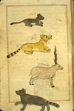 Folio 169a from Zakarīyā’ ibn Muḥammad al-Qazwīnī's Ajā’ib al-makhlūqāt wa-gharā’ib al-mawjūdāt (Marvels of Things Created and Miraculous Aspects of Things Existing) featuring four mammals: a small gray cat labeled sannur al-barr ('the desert cat'), a yellow long-tailed dog-like animal labeled sher or 'lion', a pink spotted antelope, and a black spotted feline with bushy tail labelled dab' or 'hyena'. The thin, brittle, lightly glossed, fibrous, yellow-brown paper has horizontal laid lines. The illustrations are set within frames of two red and one blue lines.