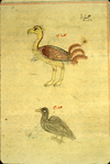 A section of folio 193a from Zakarīyā’ ibn Muḥammad al-Qazwīnī's Ajā’ib al-makhlūqāt wa-gharā’ib al-mawjūdāt (Marvels of Things Created and Miraculous Aspects of Things Existing) featuring an ostrich (na‘amat) and a small black bird labeled hudhud (the hoopoe). The thin, brittle, lightly glossed, fibrous, yellow-brown paper has horizontal laid lines.