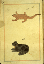 Folio 202a from Zakarīyā’ ibn Muḥammad al-Qazwīnī's Ajā’ib al-makhlūqāt wa-gharā’ib al-mawjūdāt (Marvels of Things Created and Miraculous Aspects of Things Existing) featuring a chubby lizard (dabb) and a curled-up cat-like creature with a leash about its neck, labeled zariban (a stinking animal like a cat, a polecat or skunk). The thin, brittle, lightly glossed, fibrous, yellow-brown paper has horizontal laid lines. The illustrations are set within frames of two red and one blue lines.